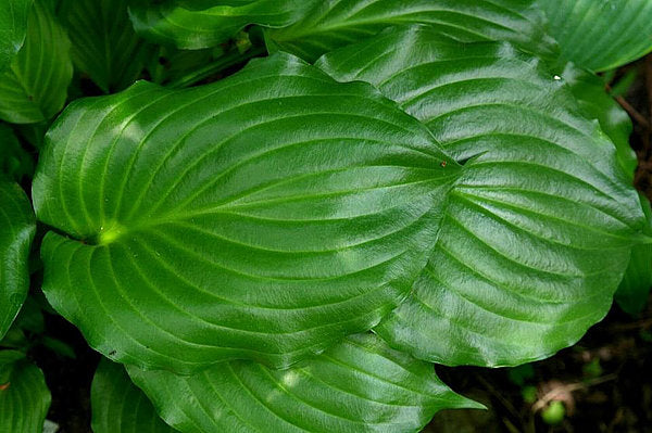 Hosta 'Irish Luck'