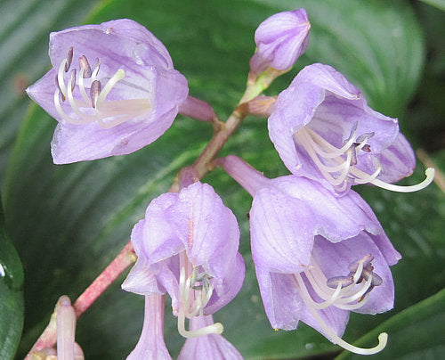 Hosta 'Island Breeze'
