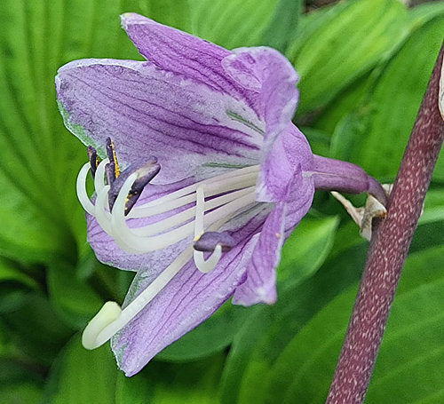 Hosta 'Island Breeze'
