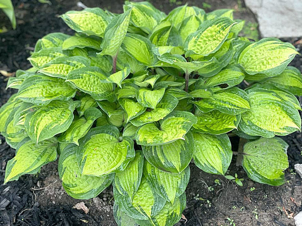 Hosta 'Island Breeze'