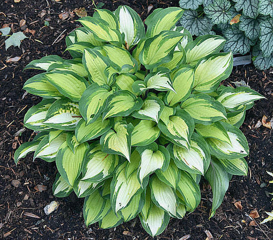 Hosta 'Island Breeze'