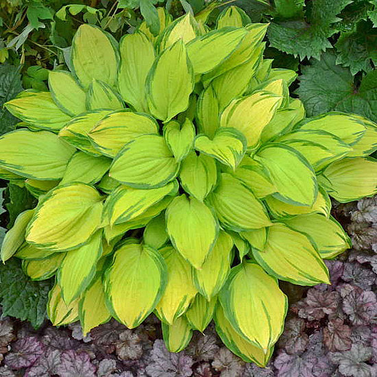 Hosta 'Island Breeze'