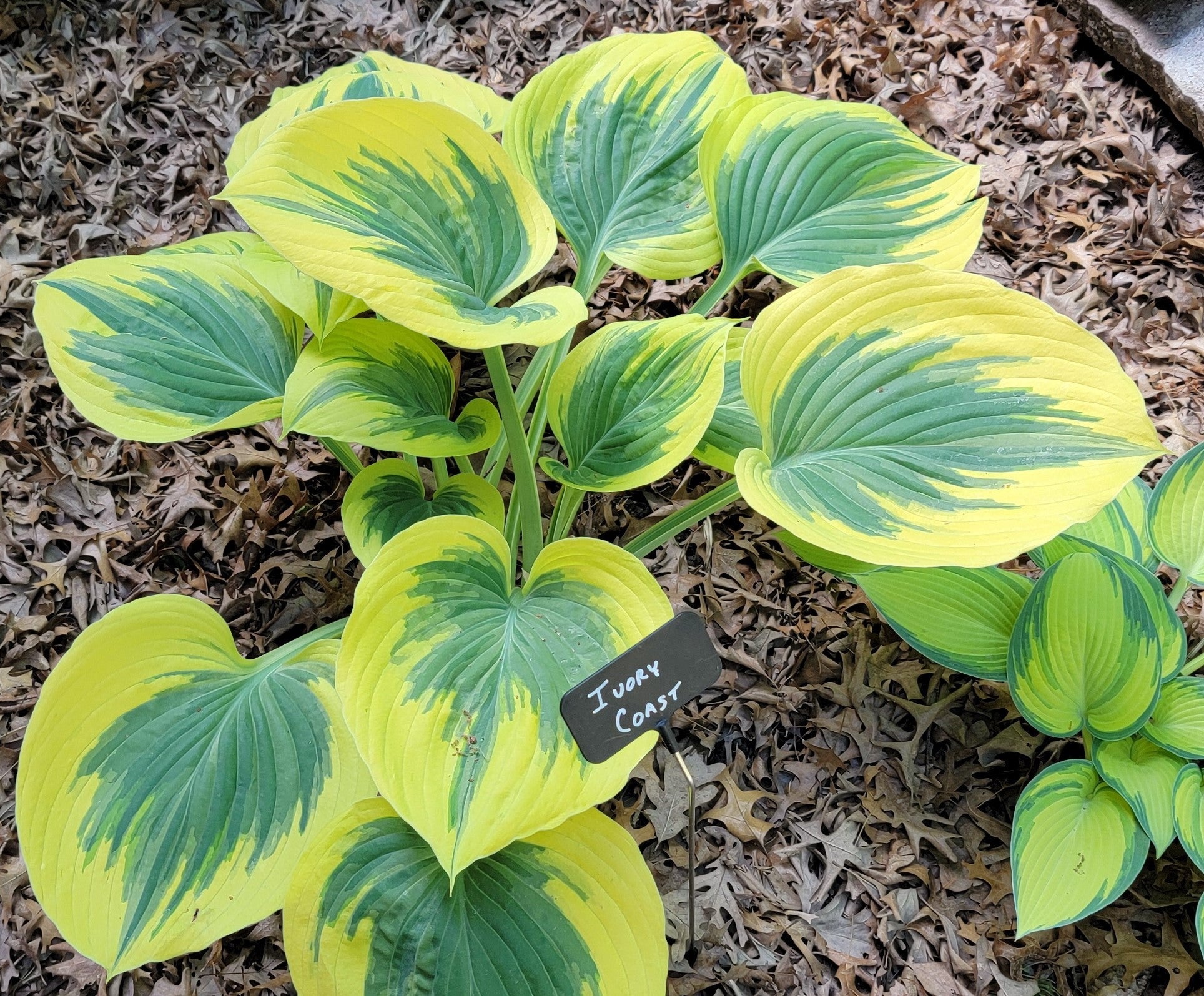 Hosta 'Ivory Coast'