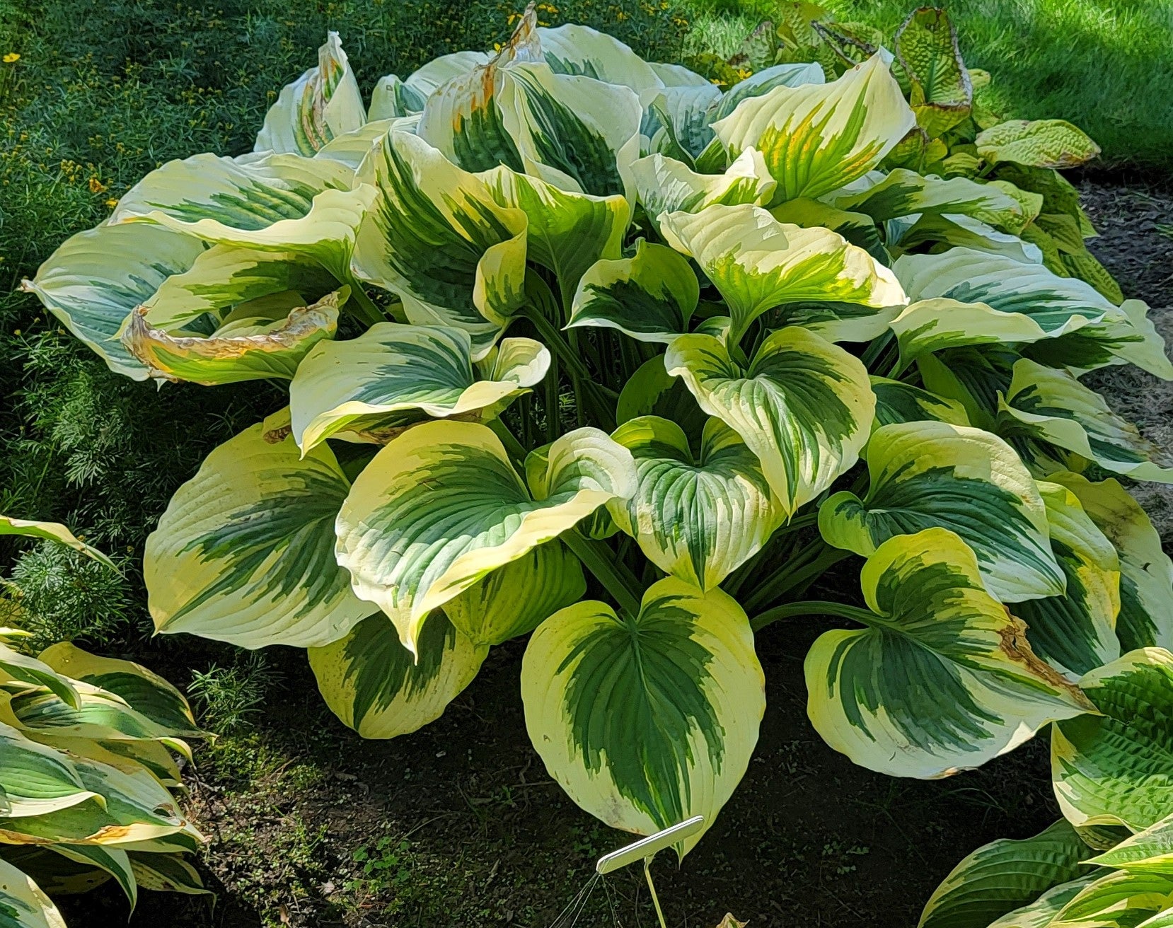 Hosta 'Ivory Coast'