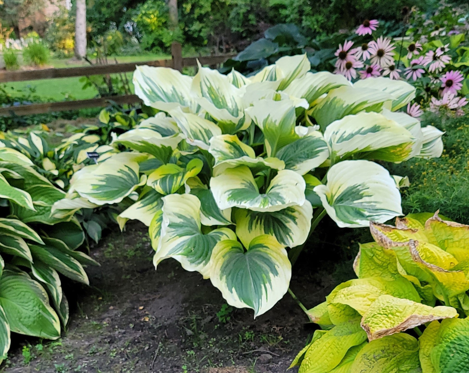 Hosta 'Ivory Coast'