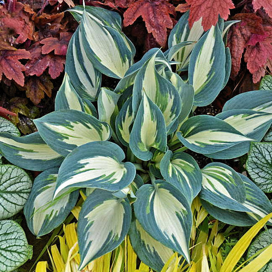 Hosta 'Ivory Queen'
