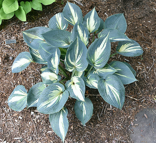Hosta 'Ivory Queen'