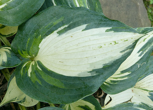 Hosta 'Ivory Queen'