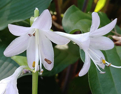 Hosta 'Jaz'