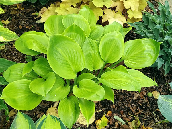 Hosta 'Jaz'