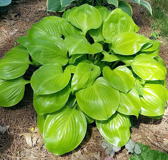 Hosta 'Jaz'