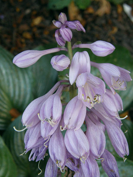 Hosta 'Joseph'