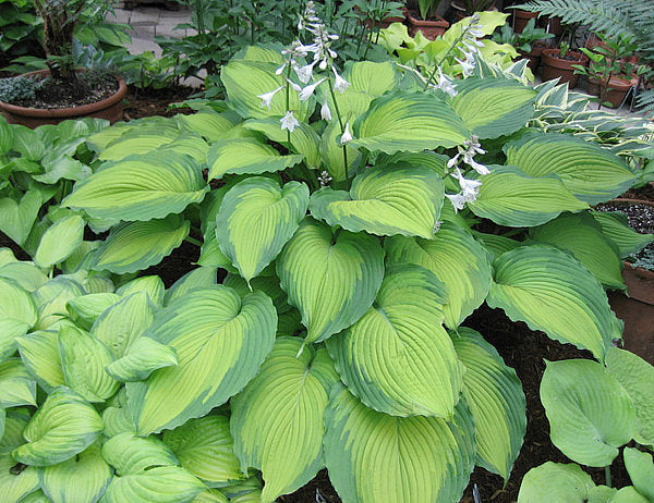 Hosta 'Journey's End'