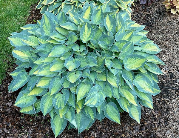 Hosta 'June'