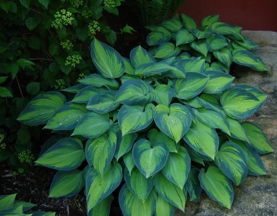 Hosta 'June'
