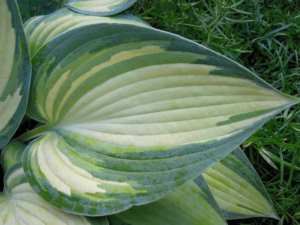 Hosta 'June'