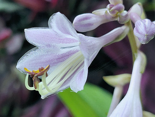 Hosta 'June Fever'