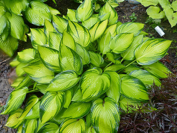 Hosta 'June Fever'