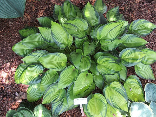 Hosta 'June Fever'