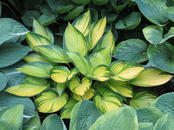 Hosta 'June Fever'