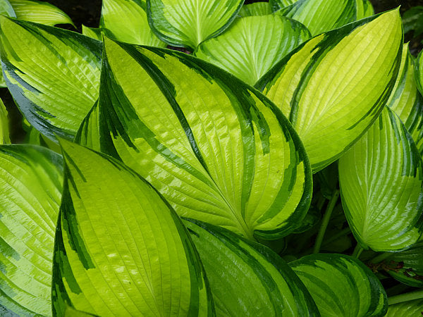 Hosta 'June Fever'