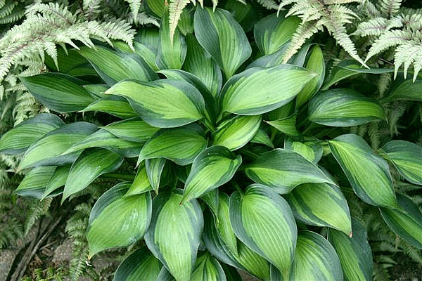 Hosta 'June Spirit'