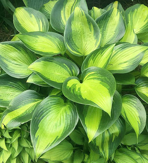 Hosta 'June Spirit'