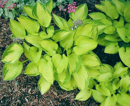 Hosta 'Just So'