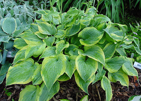 Hosta 'Katie Q'