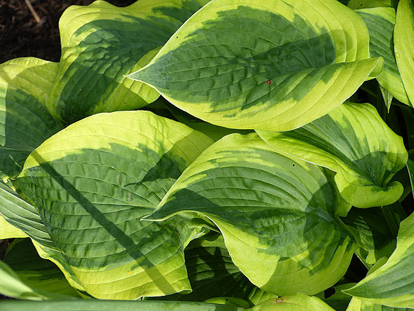 Hosta 'Katie Q'