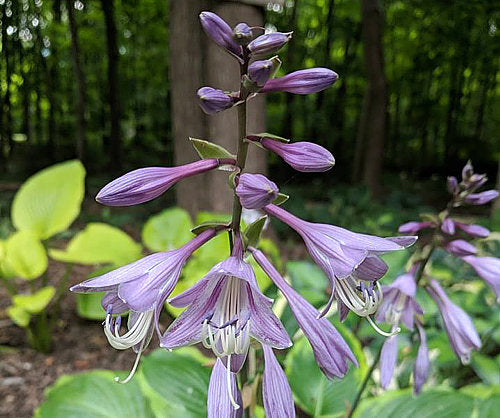 Hosta 'Key Lime Pie'