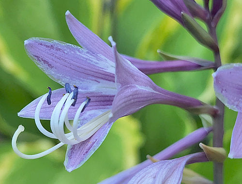 Hosta 'Key Lime Pie'