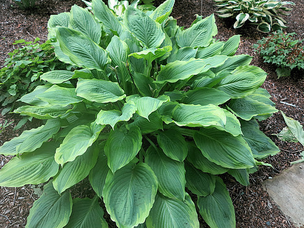Hosta 'Key Lime Pie'