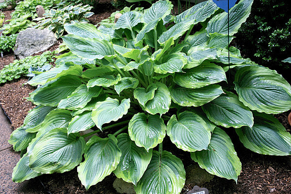 Hosta 'Key Lime Pie'