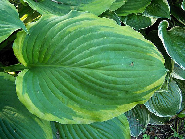 Hosta 'Key Lime Pie'