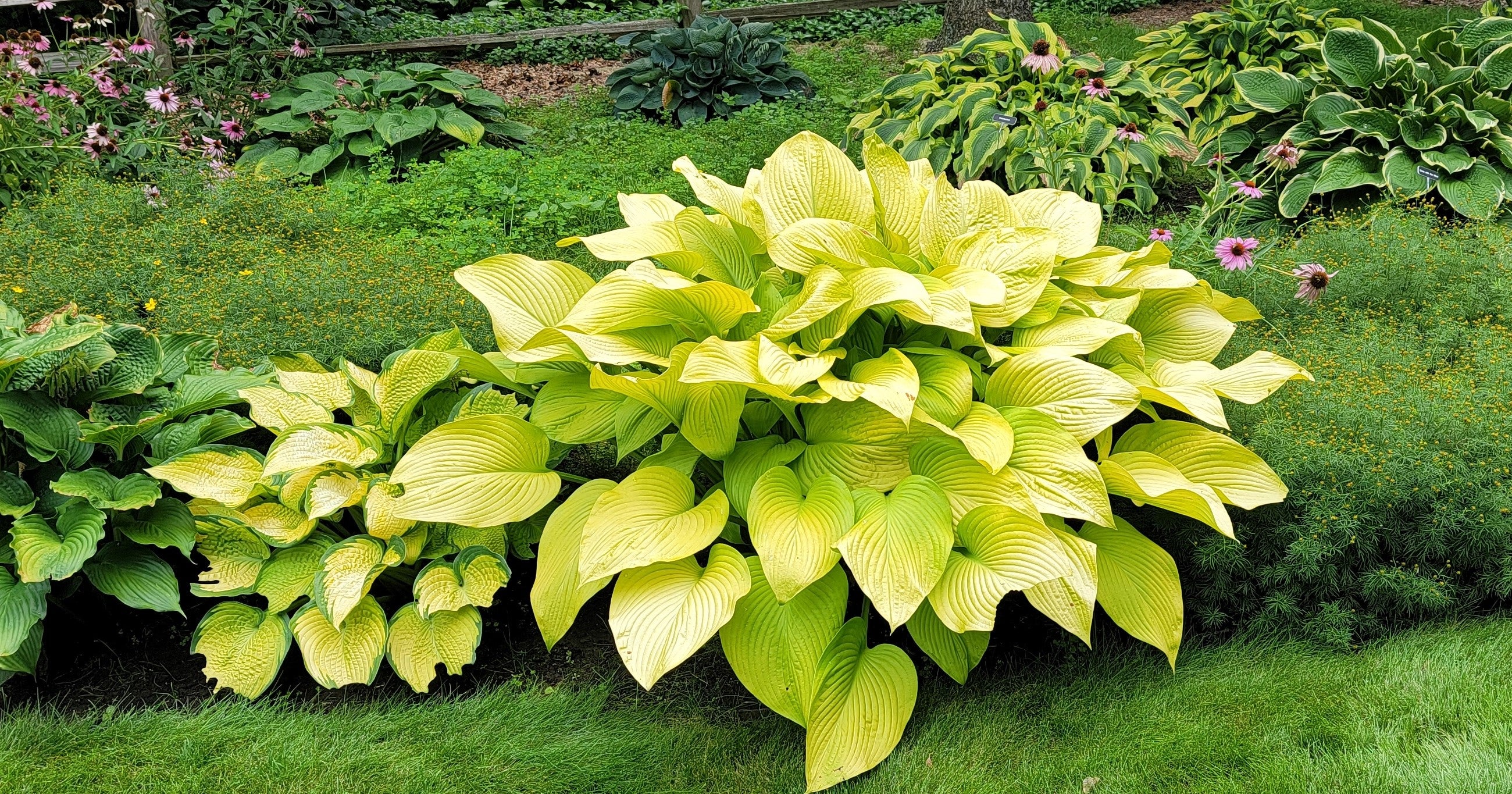 Hosta 'Key West'