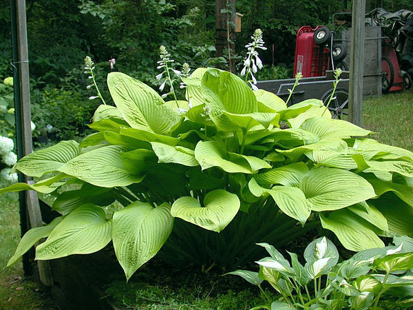 Hosta 'Key West'