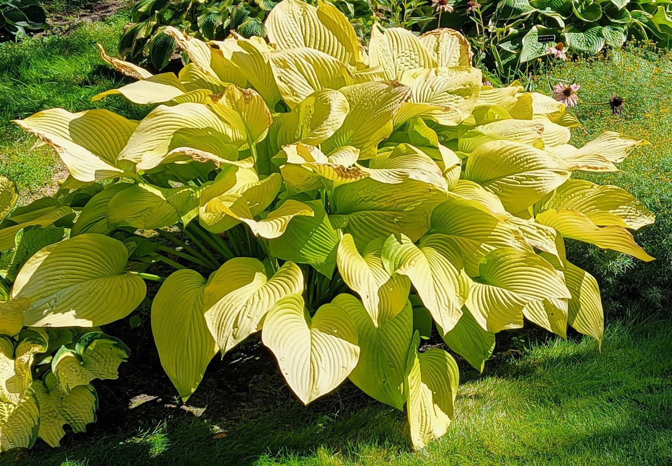 Hosta 'Key West'