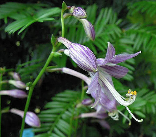 Hosta 'Kinbotan'
