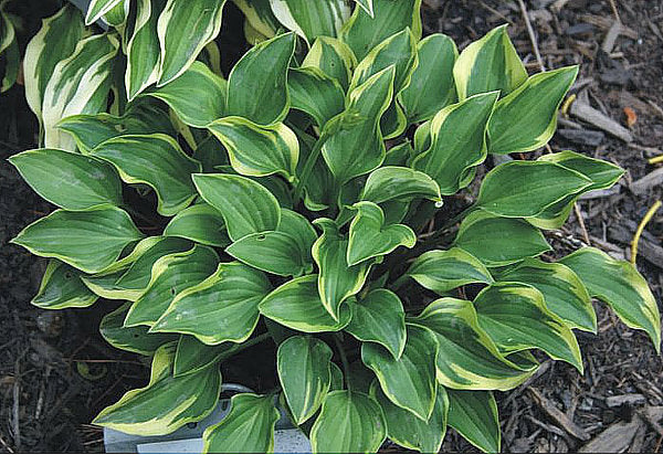 Hosta 'Kinbotan'