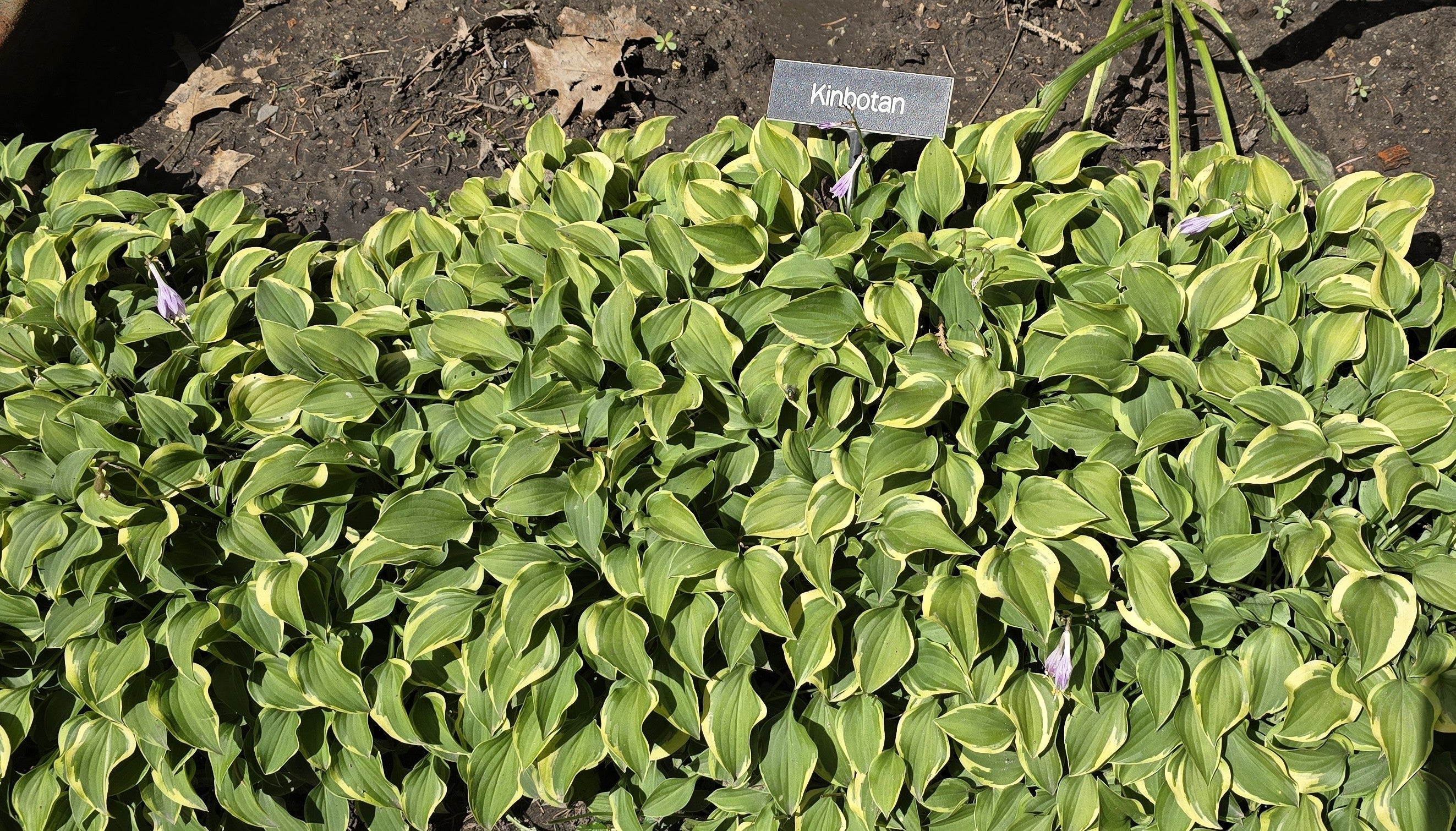 Hosta 'Kinbotan'