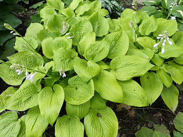 Hosta 'King Tut'