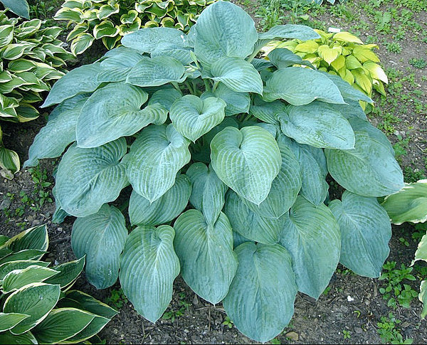 Hosta 'Kiwi Skyscraper'