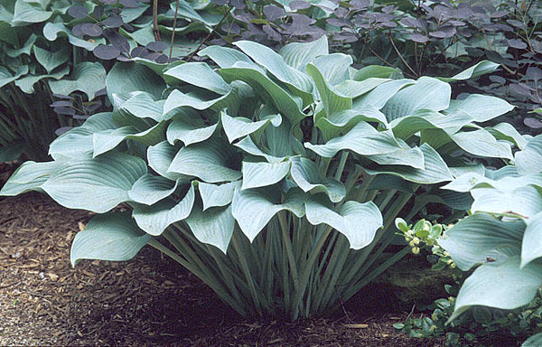 Hosta 'Krossa Regal'