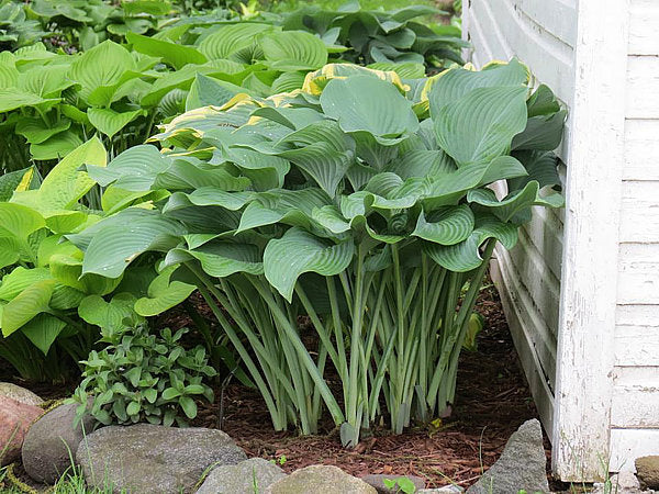 Hosta 'Krossa Regal'