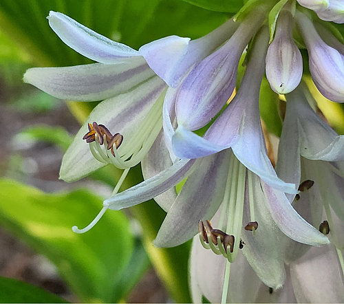 Hosta 'Lady Isobel Barnett'