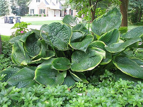 Hosta 'Lady Isobel Barnett'
