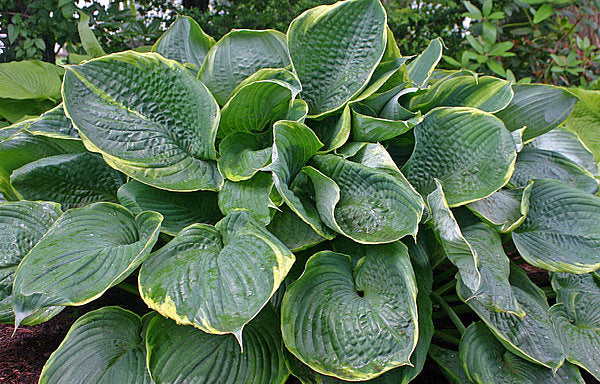 Hosta 'Lady Isobel Barnett'