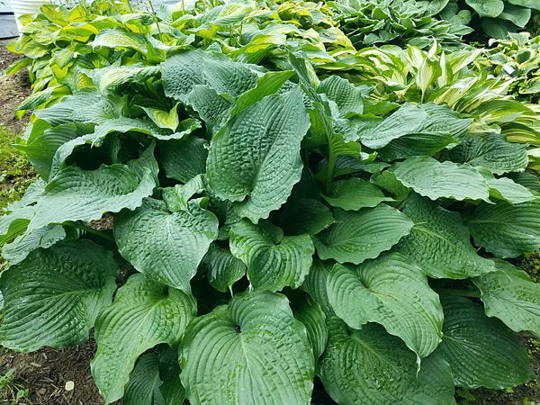 Hosta 'Lakeside Full Tide'