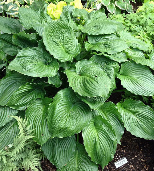 Hosta 'Lakeside Full Tide'
